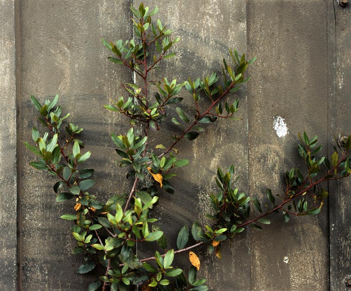 S'Enclusa large format photograph 15 by Manuel Pinar