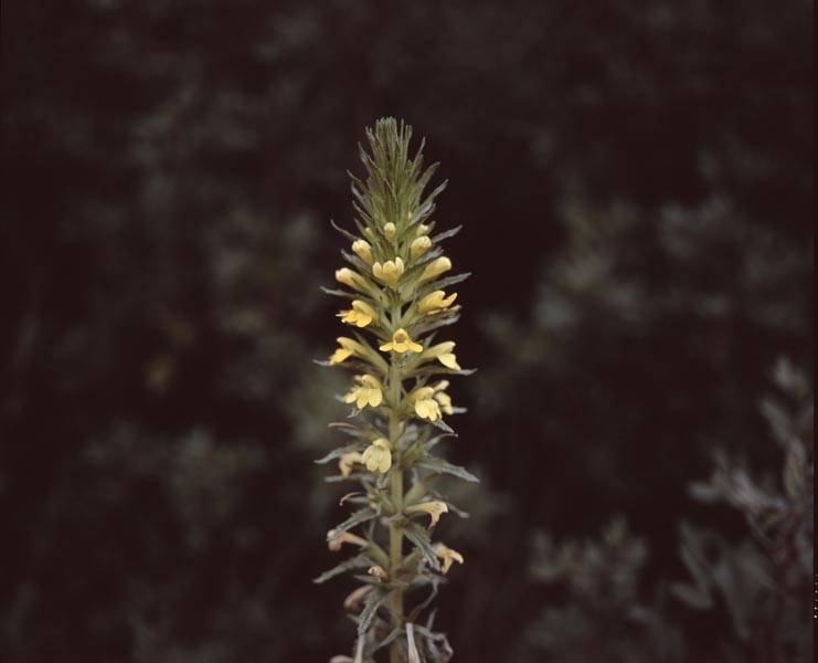 S'Enclusa large format photograph 4 by Manuel Pinar