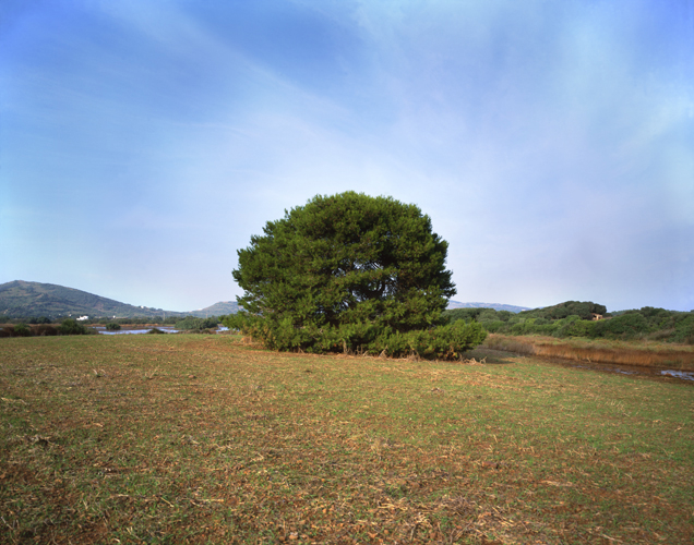 Lonely Bush large format photograph 1 by Manuel Pinar