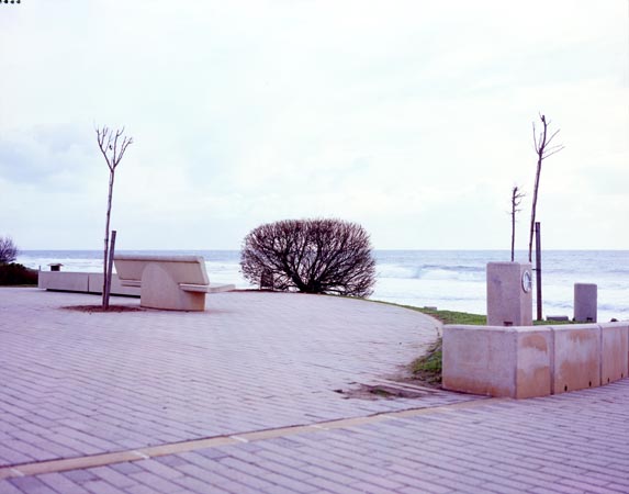 Lonely Bush large format photograph 2 by Manuel Pinar