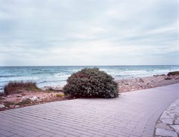 Lonely Bush project by Manuel Pinar
