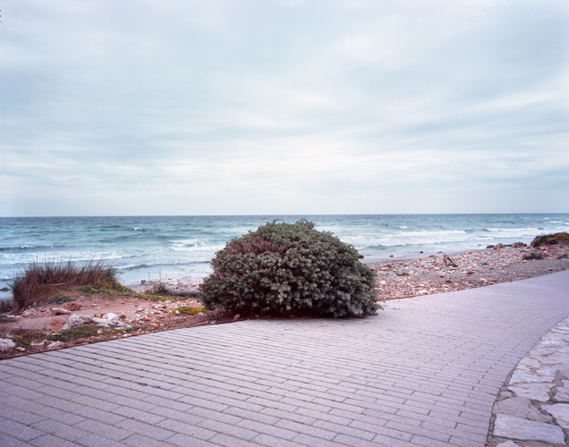 Lonely Bush project by Manuel Pinar