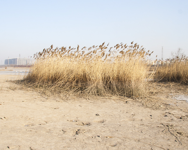 Taiyuan River. Fen River as managed urban landscape in China, photograph by Manuel Pinar